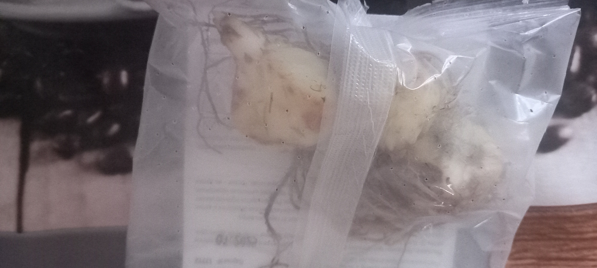 Три клубенька лилии.