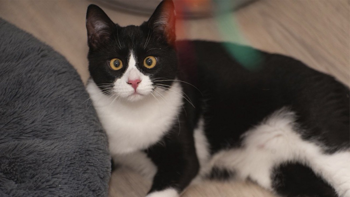    Джоуи, 9 месяцев, здоров, кастрирован, с ветпаспортом