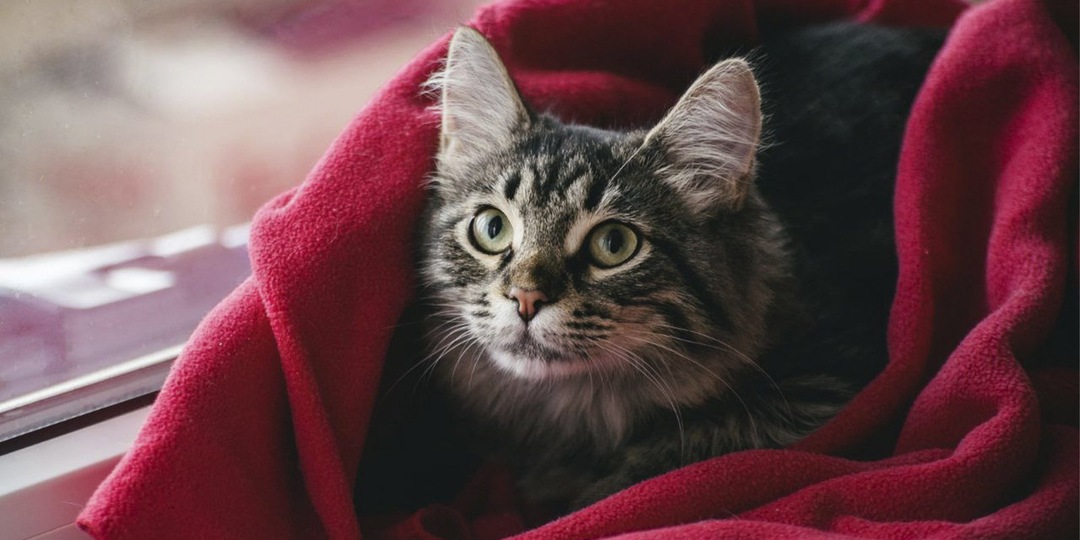 Будь моим… хозяином: 7 котят, которые ищут свою любовь (и дом)