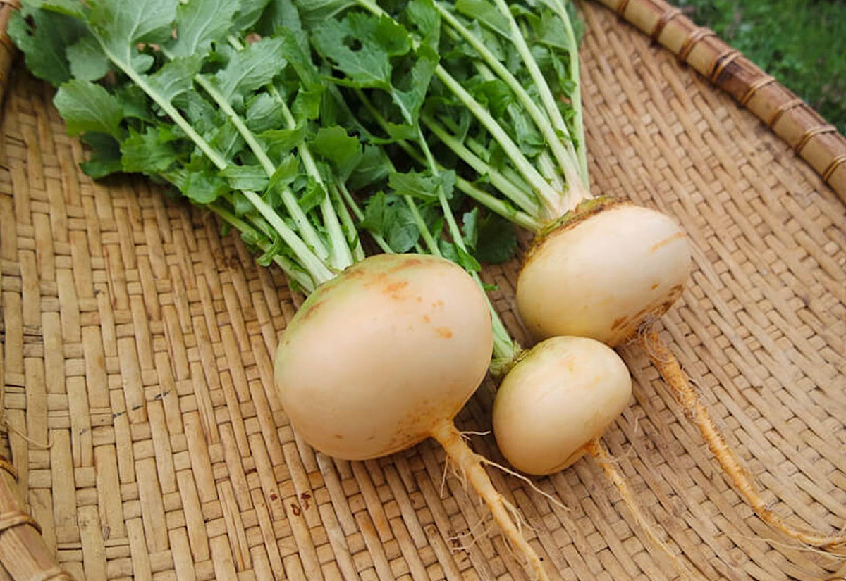 Фото: 100+ Turnip Wallpapers Wallpapers.com