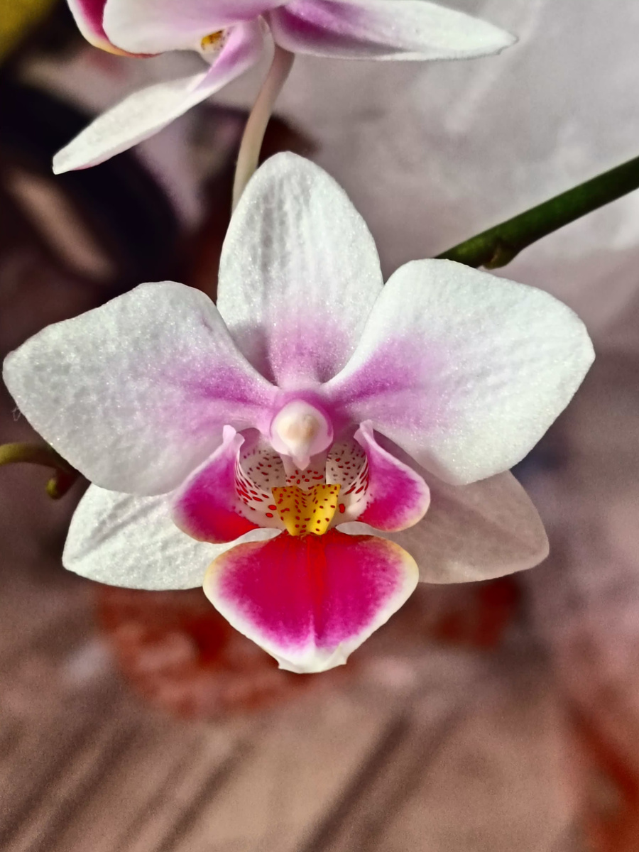 орхидея Фаленопсис «Буенос Айрес»