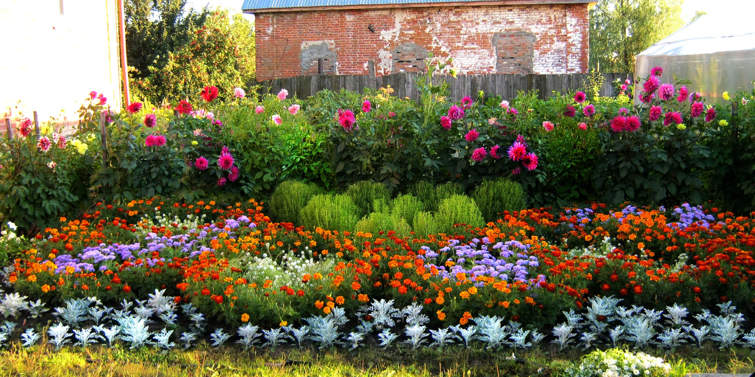 Какие цветы стоит посеять всего раз и на года! 10 Цветов, которые размножаются сами.