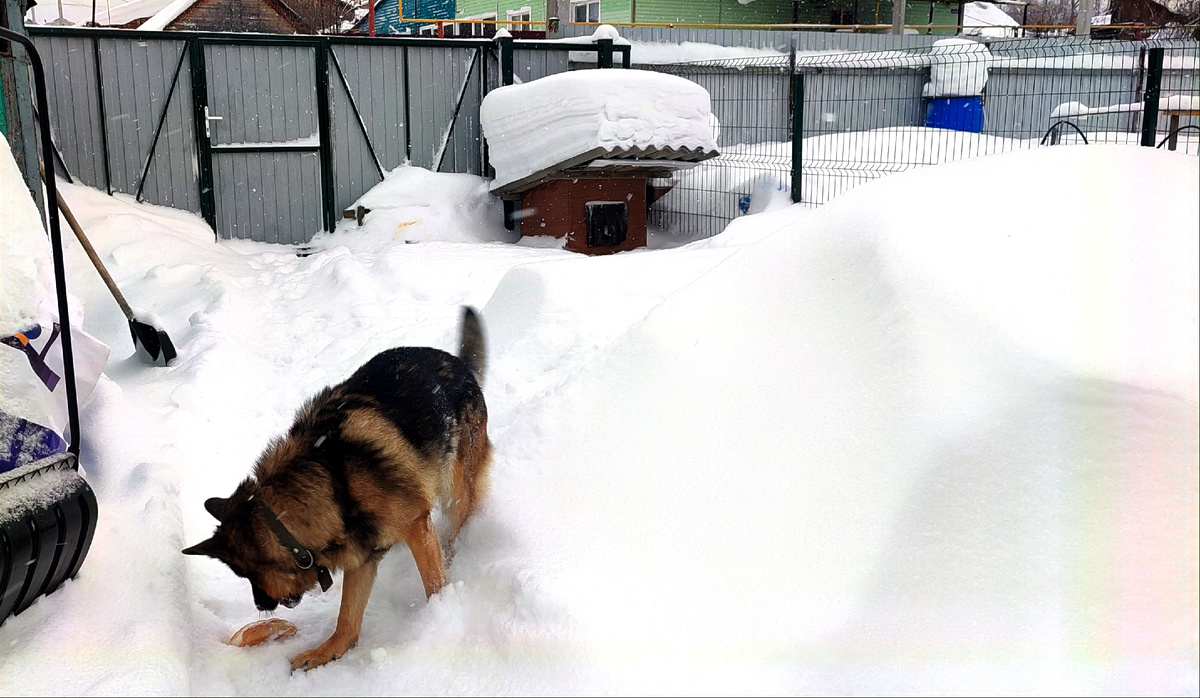 Мы с Босей вышли на расчистку территории