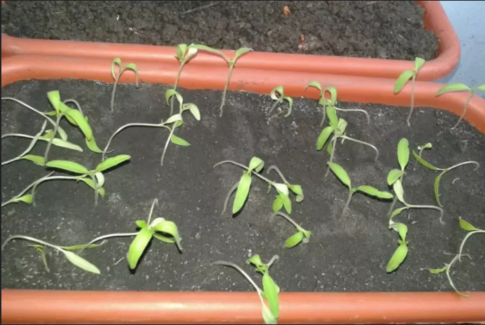 Первый признак - рассада ложиться