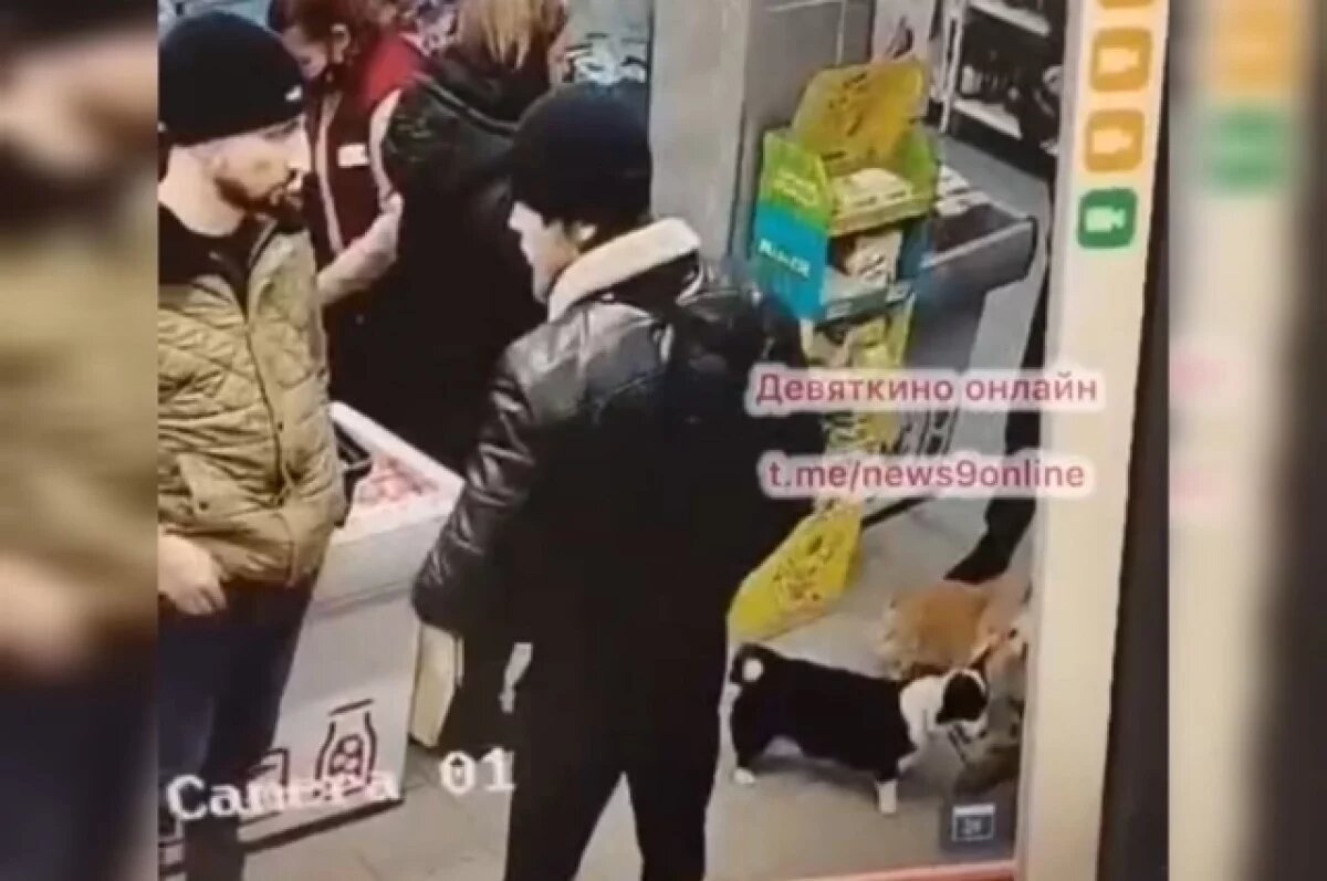    В Мурино поймали агрессора, напавшего на девушку с корги в супермаркете
