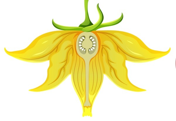 Цветок томата в разрезе. Видно, что пестик короче сросшихся тычинок. В основании пестика находится завязь с семяпочками.