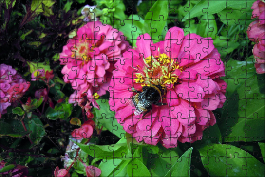 Просто красивенькое фото циннии из сети.ц