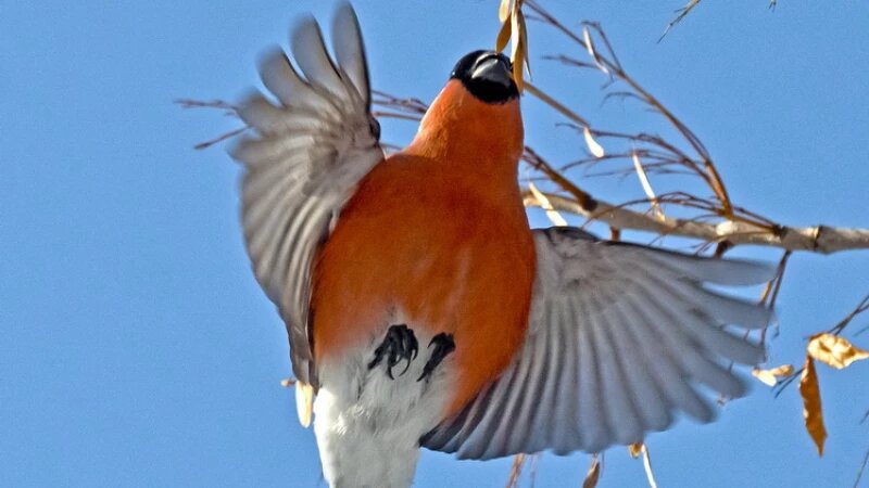     Снегирь в Барнауле. Михаил Хаустов