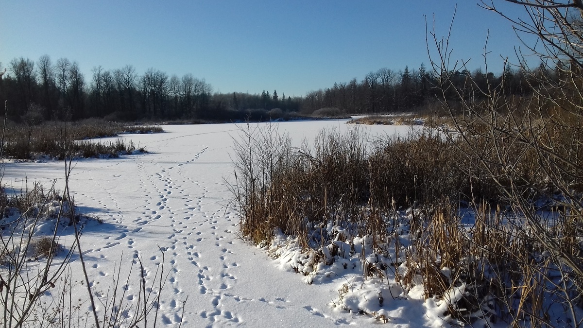 Пустынский участок национального парка "Нижегородское Поволжье" им. В.А. Лебедева, автор: А. Георгиев