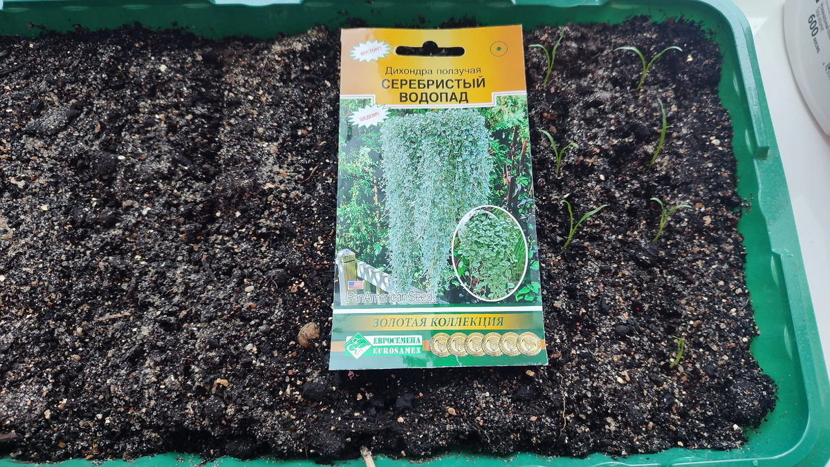 Мои росточки дихондры