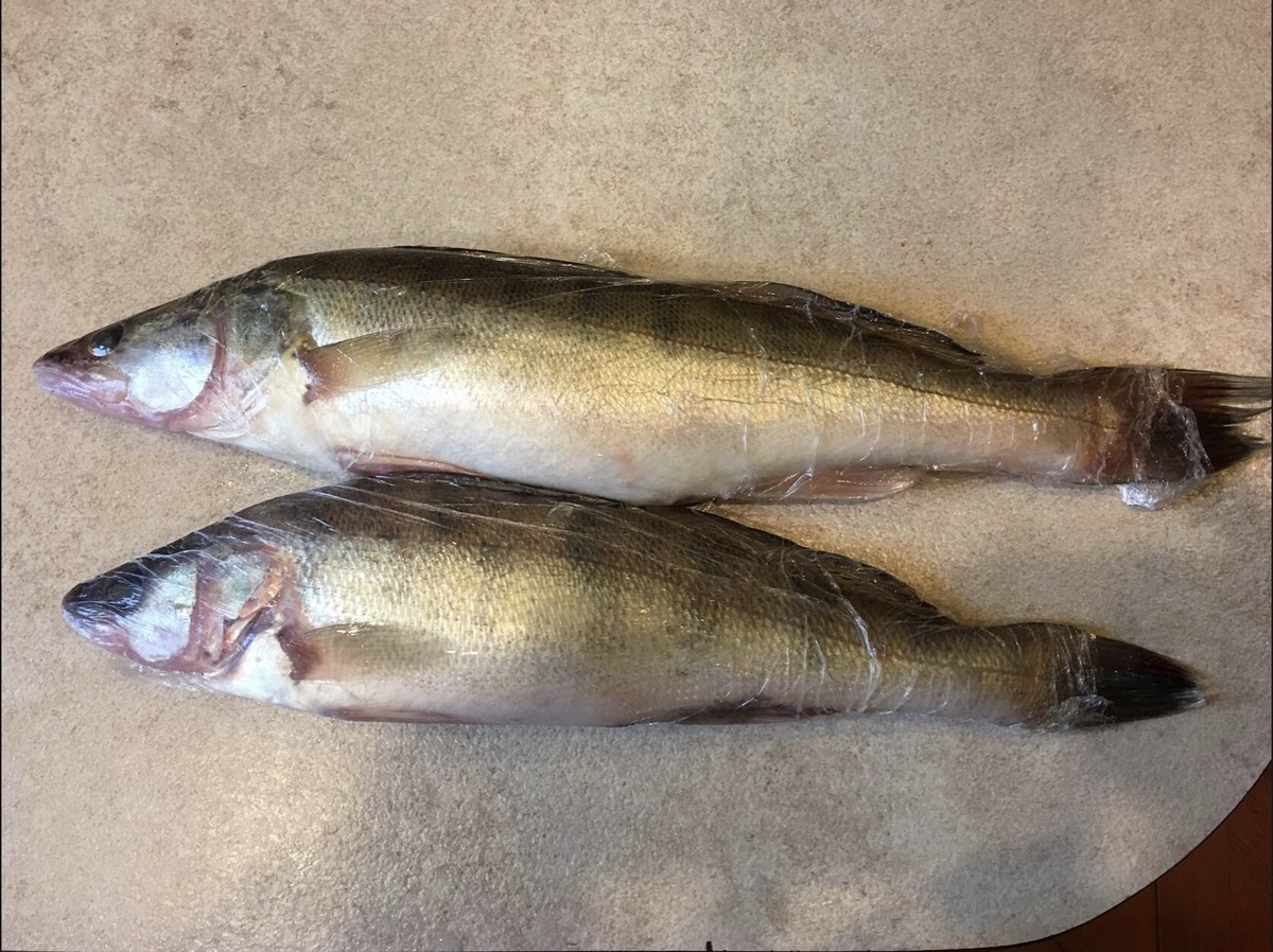 У берша в отличие от судака ярко выраженные полоски на теле, на щеках немного чешуи, нет клыков во рту, более короткий и высокий верхний плавник