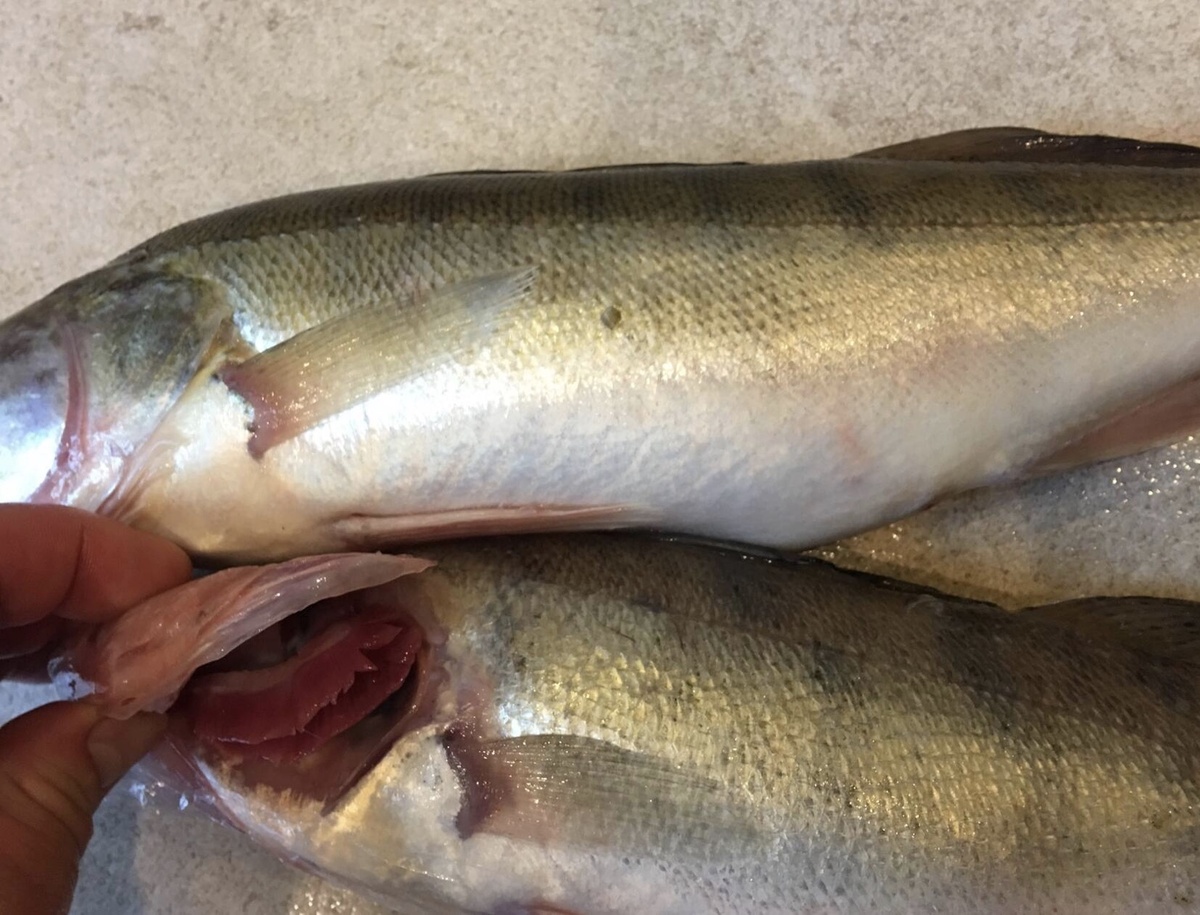 Берш что-то среднее между ершом и судаком по родству и размерам 