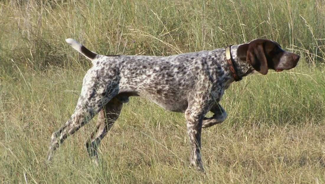 Стойка пойнтера. Нос указывает, где схоронилась дичь.