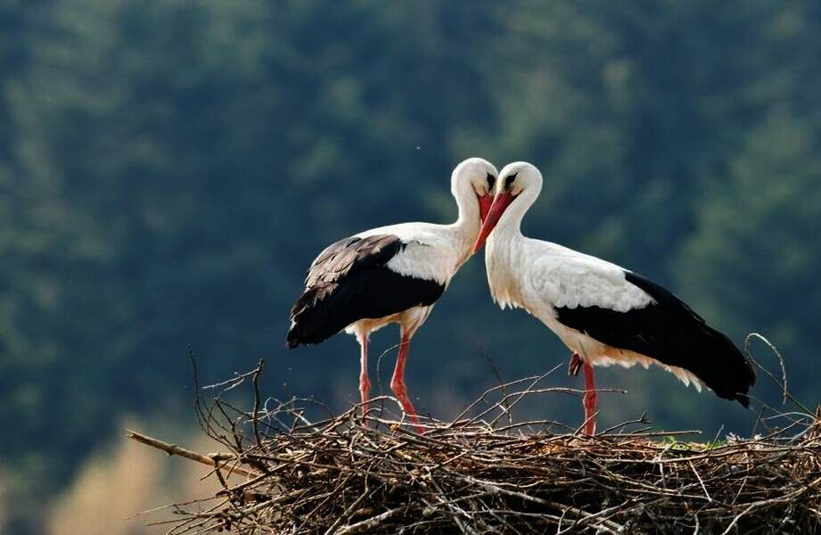    Фото: livecamcroatia.com