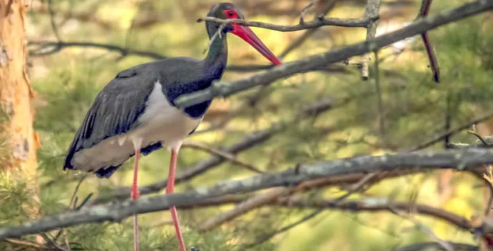    Черный аист. Источник: altaipriroda.ru