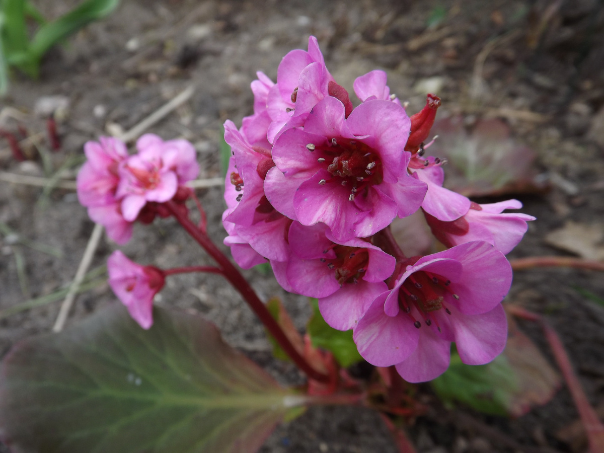 Бадан в моем саду, начало апреля