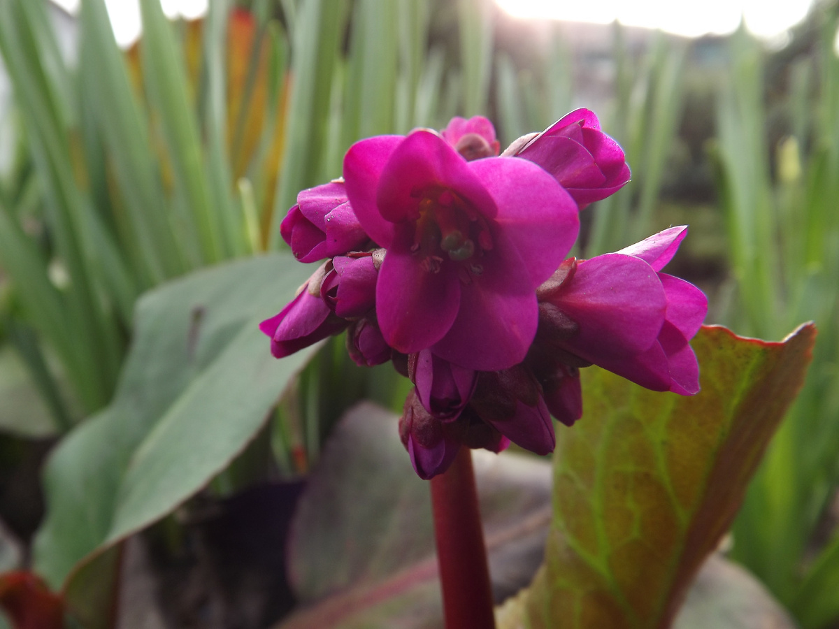 Бадан 'Eroica' очень узнаваем в цвету