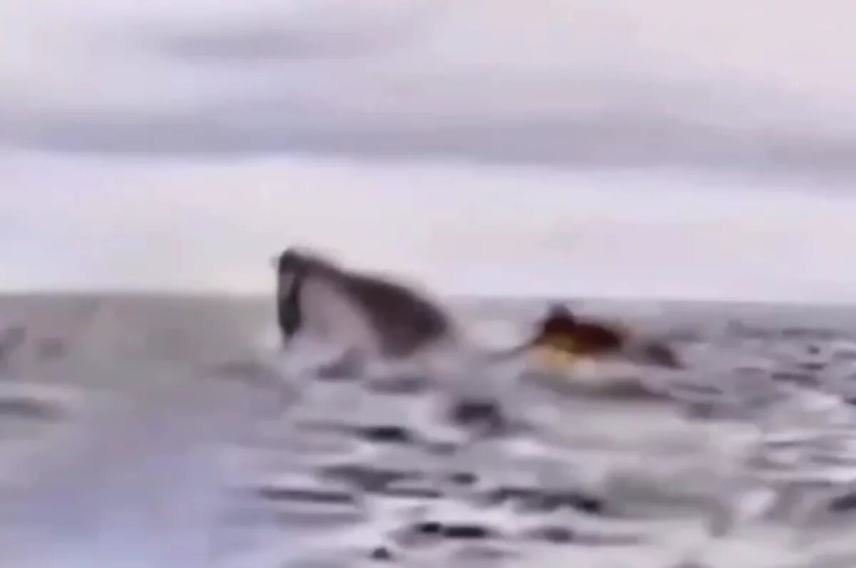    В Чили горбатый кит чуть не проглотил мужчину