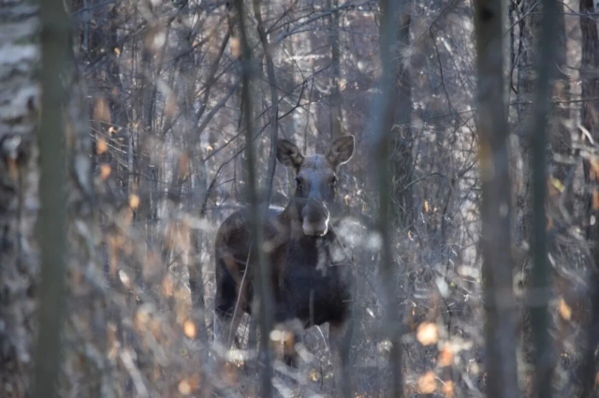    240 тыс. руб. составил ущерб за сбитых в Пензенской области трех лосей
