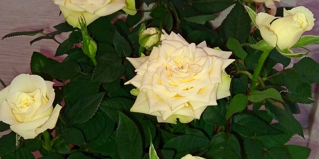 💖Горшочные розы из КБ, Магнита и Пятерочки: как сохранить и успешно вырастить