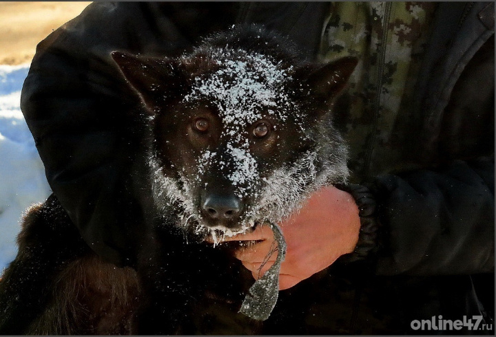 НЕ ПРОПУСТИТЕ
Штрафуют дома и во дворе: за какие мелкие нарушения можно попасть в суд
Соседская собака громко лает и скулит: что делать и куда обращаться
