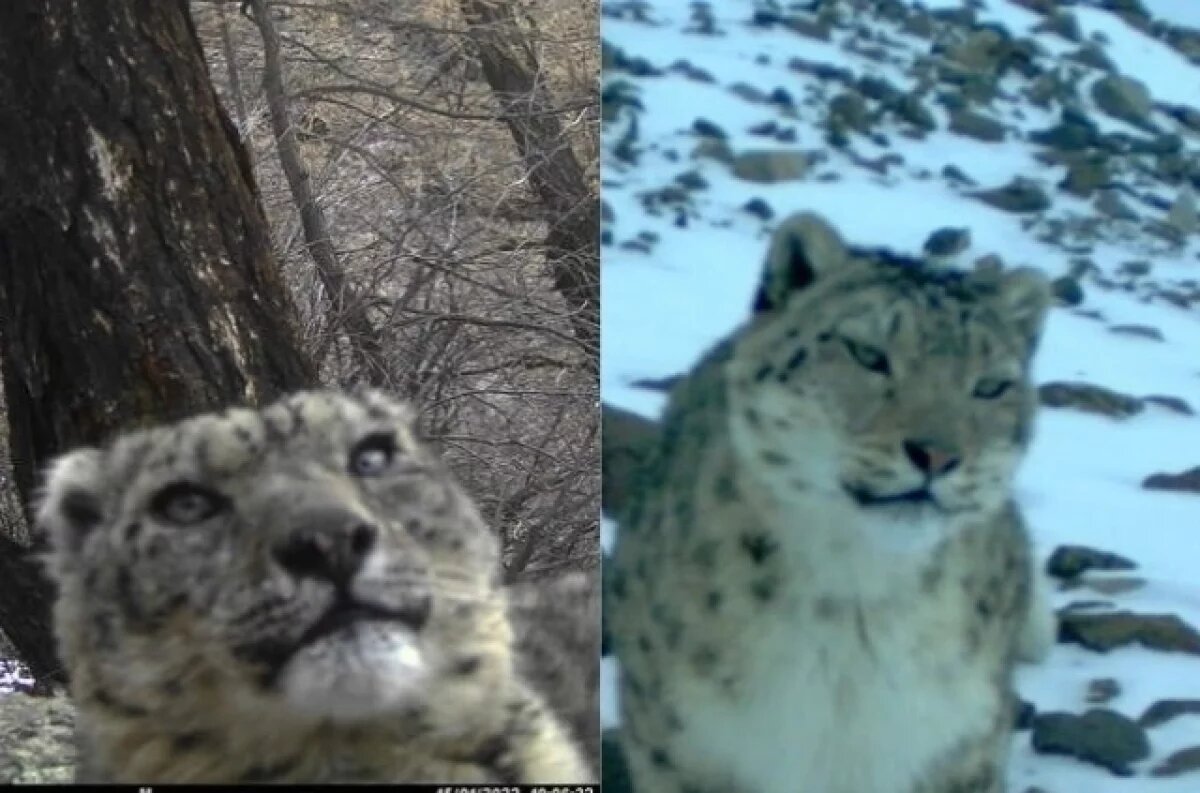    Снежный барс Хоргай (слева) и красавица Гута.