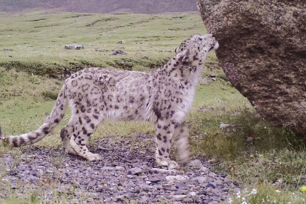    Хоргай нюхает камень. Фото: Алтайский биосферный заповедник