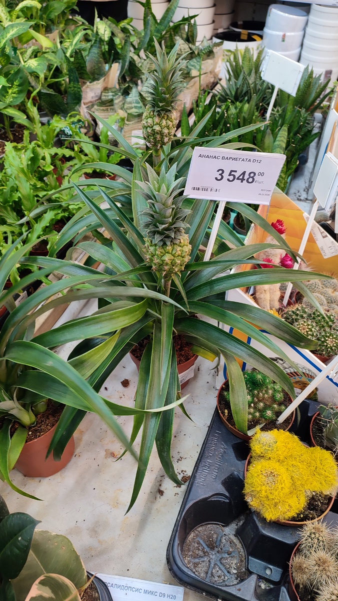 Просто ананас