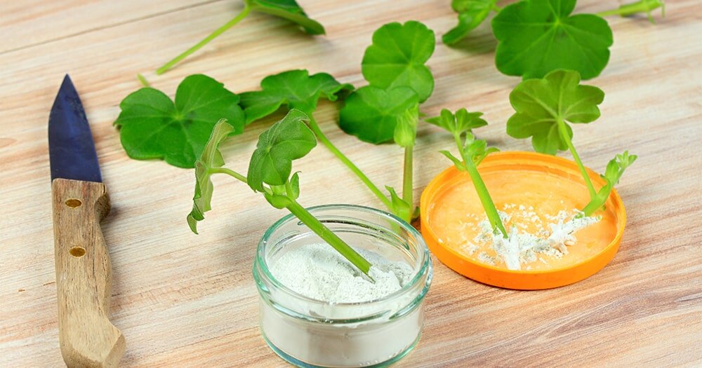 Как правильно черенковать герань: пошаговое руководство