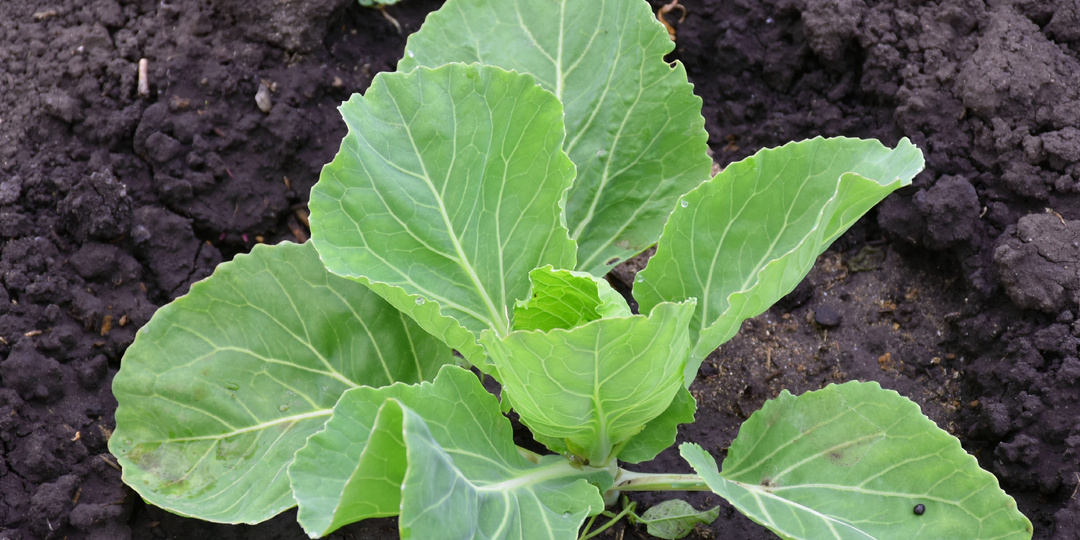 Благоприятные дни для посева капусты на рассаду 2025 г