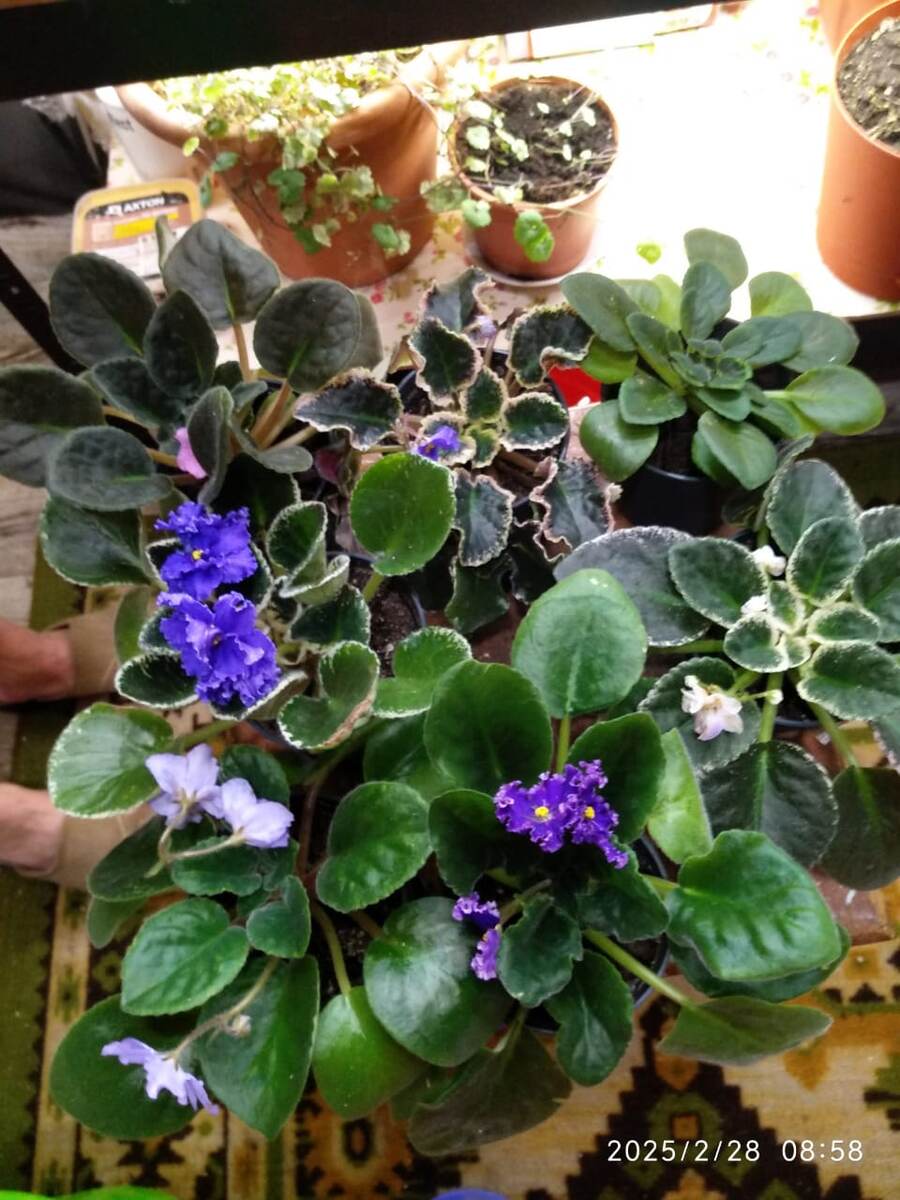 Алёнины фиалки радуют обильным цветением, создавая весеннее настроение)