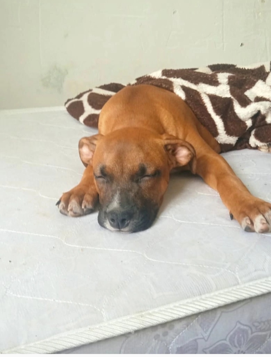 Адель месяца вроде как в четыре. 