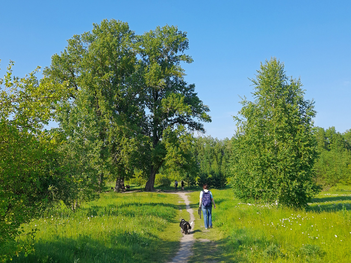     В глубине острова Татышев – уникального пространства посреди Енисея