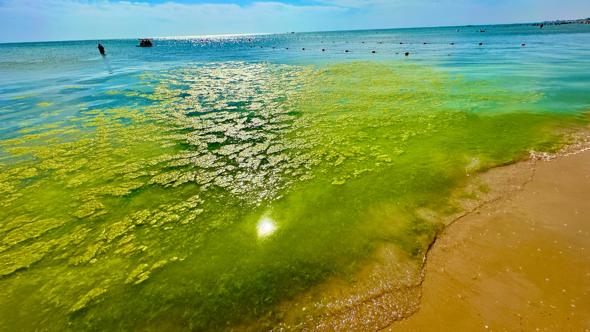 Анапа море 2024 года. Разгар сезона - "лечебная тина")