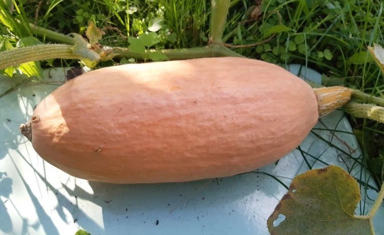    Из 11 сортов тыквы ученые выбрали самые лучшие по знаменитому антираковому сквалену