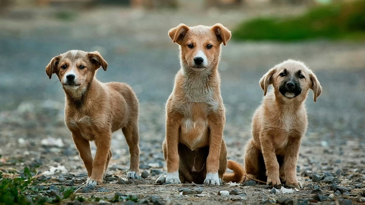    Информация о благотворительном сборе на сайте приюта – справочная информация, а не реклама. Фото: unsplash