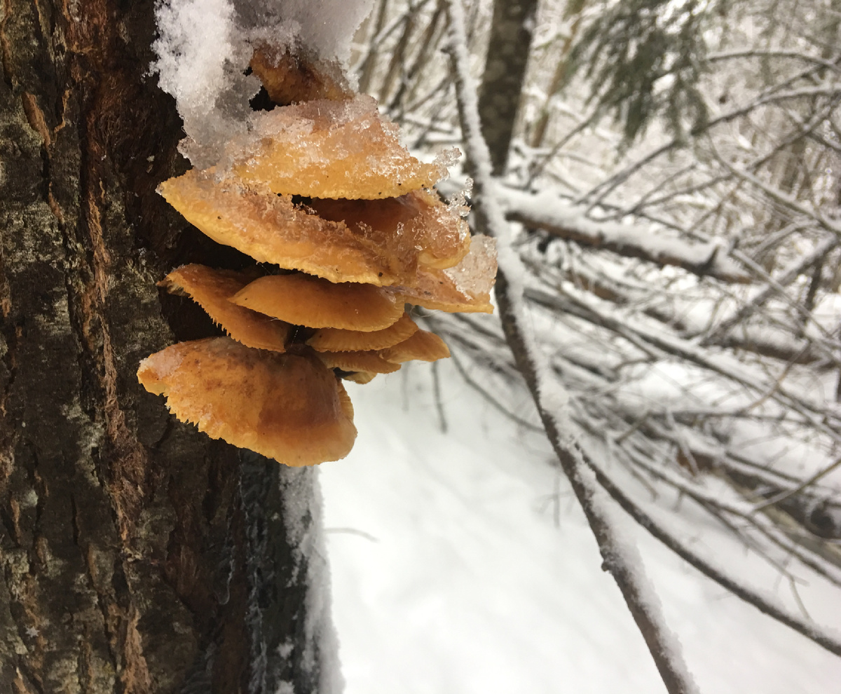 Зимой яркая фламмулина отлично издалека видна на фоне бесцветного, серовато-чёрного леса
