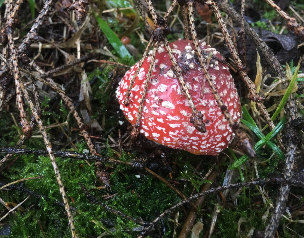 Мухомор хорошо заметен на фоне зелёной травы или мха….Зелёный — противоположный цвет, фон усиливает звучность красного….Художники это хорошо знают и ловко используют