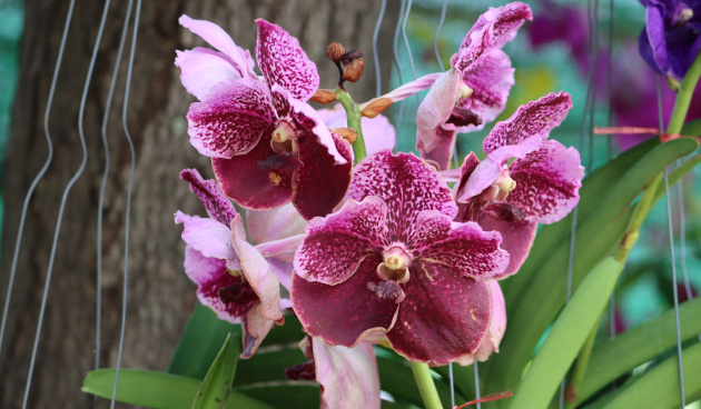    Ванда Сандера. Фото: shutterstock.com