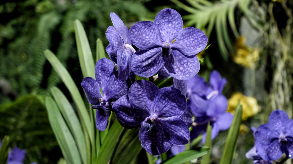 Орхидея Ванда. Фото: shutterstock.com