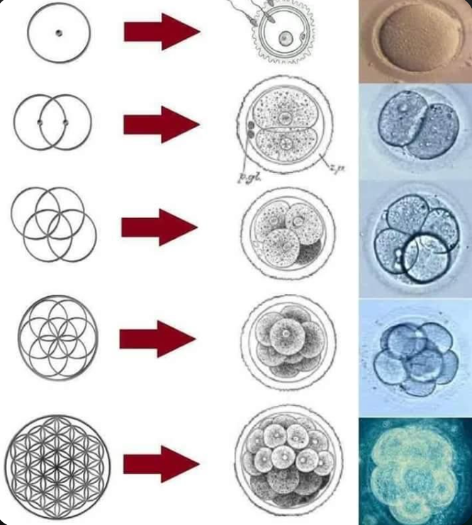 Деление клетки человека согласно алгоритмам сакральной геометрии.