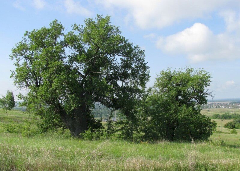    Фото: Минприроды Саратовской области