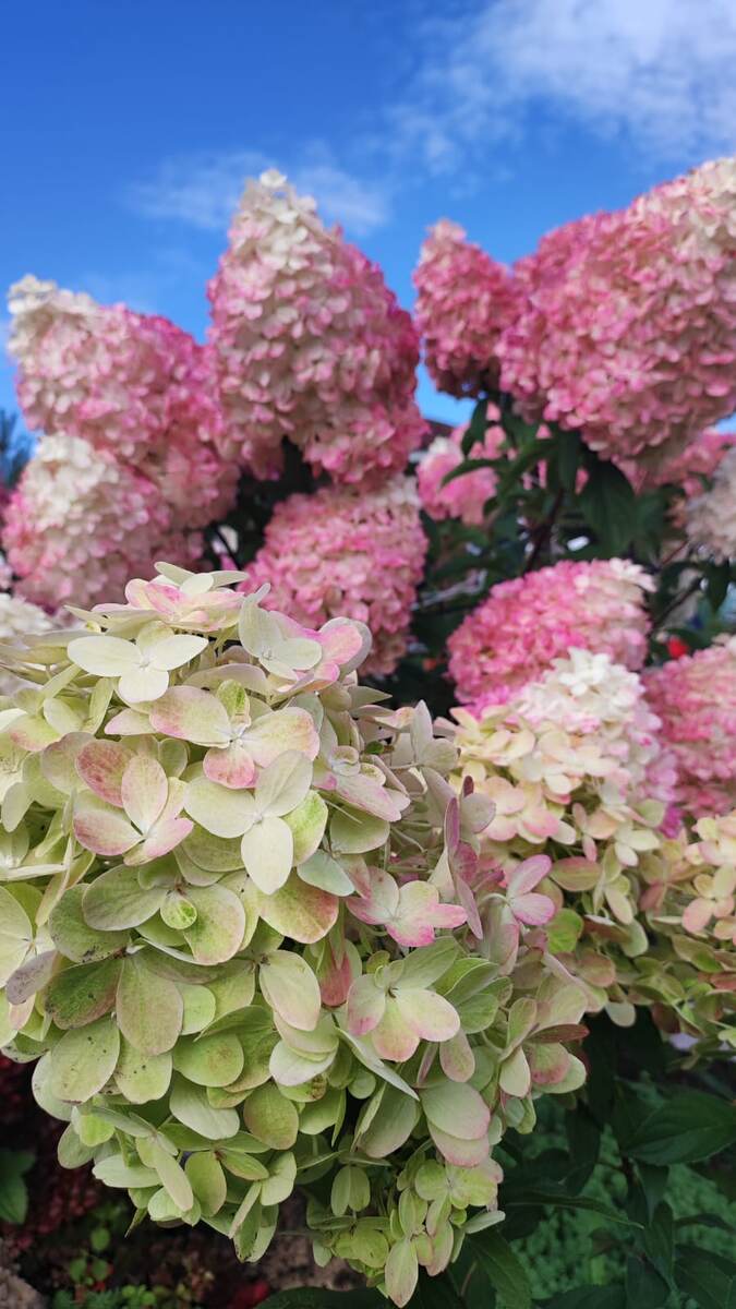 Фото автора статьи