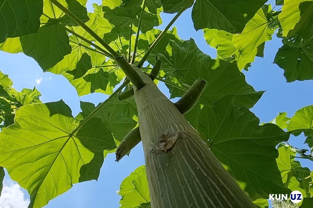 Фото из интернета.