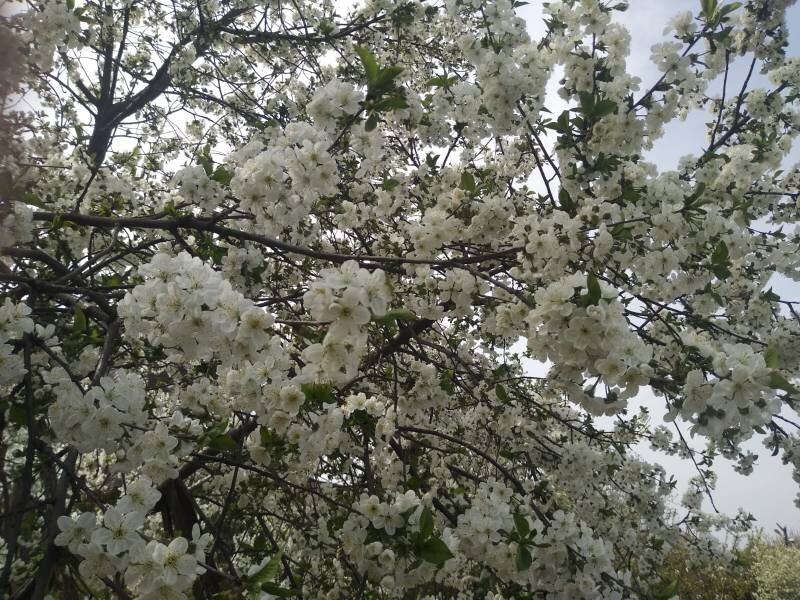 Алыча цветёт.  