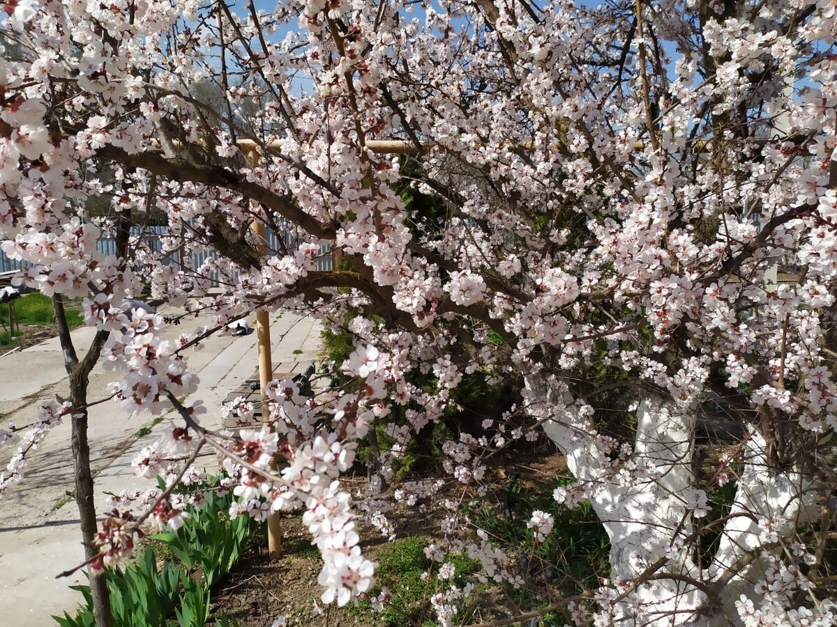 Абрикос в цвету. Фото Натальи Мироновой