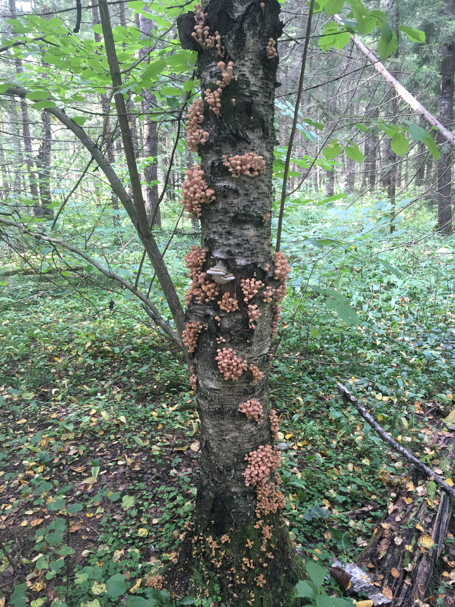 Мечта самых массовых грибников один, два раза в сезон огрибиться опятами под завязку
