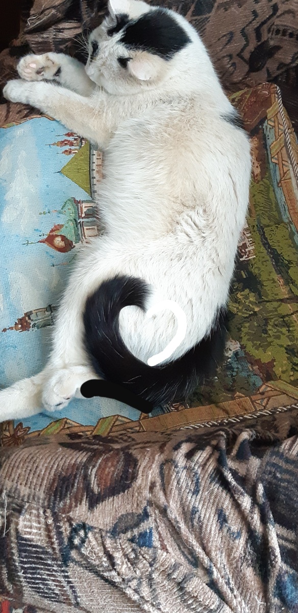 Привет от Кити.С сердечком хвостовым.