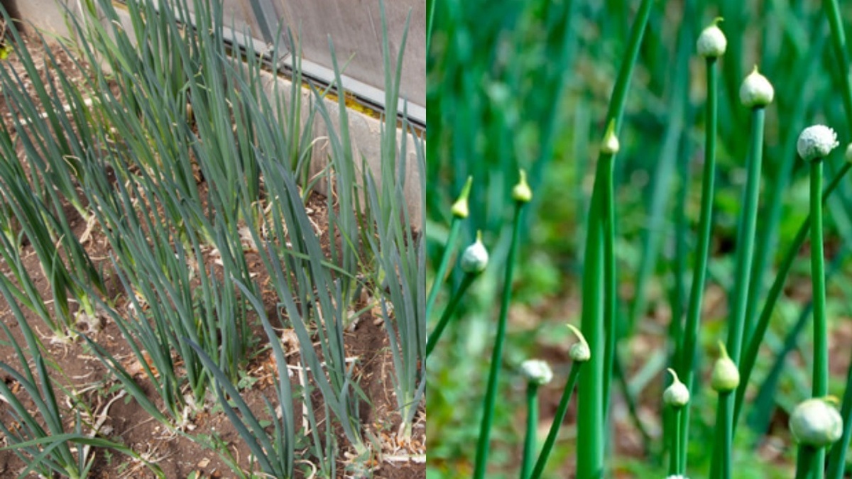 Разница очевидна: слева лук после температурной обработки, справа - без нее. Размер грядки 6 кв.м