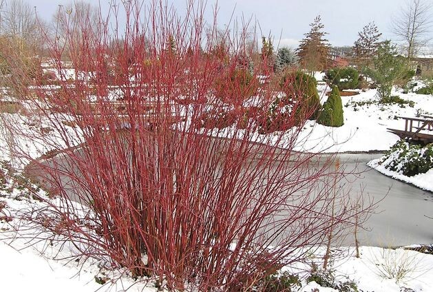 Дерен белый Sibirica